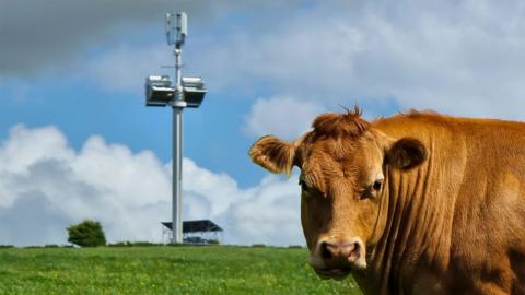 The phone mast in Pembrokeshire field