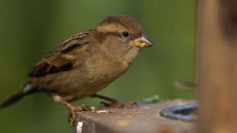A house sparrow pecks at grain on a birdfeeder