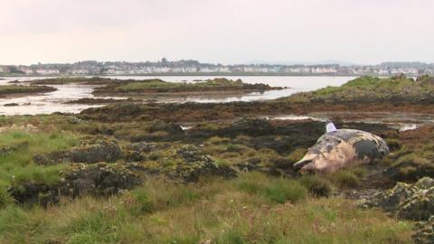 Dead whale Ballyholme beach