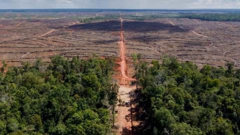 The rich rainforest in Papua is among the most biodiverse places on earth