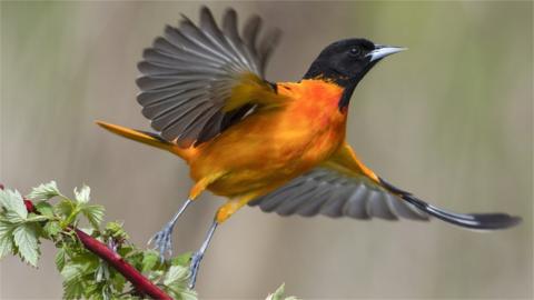 Baltimore oriole