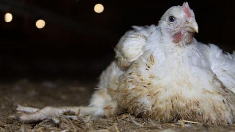 Activists claim some of the chickens were malformed and unable to eat or drink