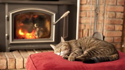 Cat in front of fireplace