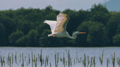 White stork