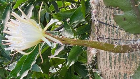 Moonflower bloom