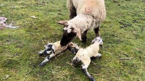 An ewe and her lambs