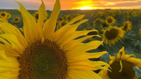 Maiden Castle Farm sunflower field