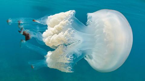 Barrel jellyfish were the most commonly-spotted jellyfish in the UK in the last year