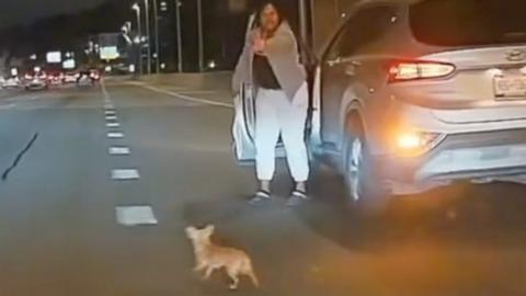 Driver steps out of vehicle to catch chihuahua
