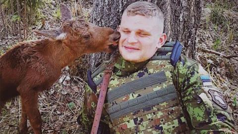 The lost moose calf licks an Estonian soldier