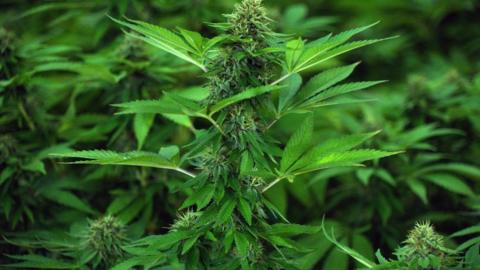 A photo of cannabis