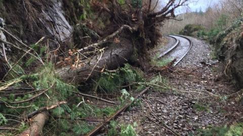 A tree fallen on the Blaenau Ffestiniog branch line