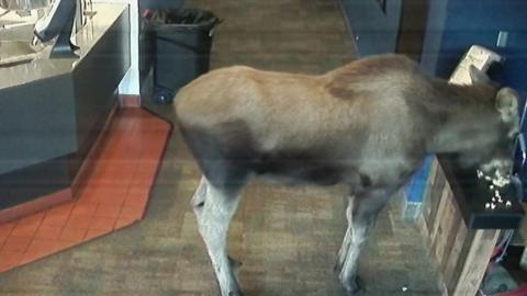 Moose eating popcorn in cinema