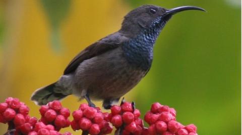 The Seychelles sunbird