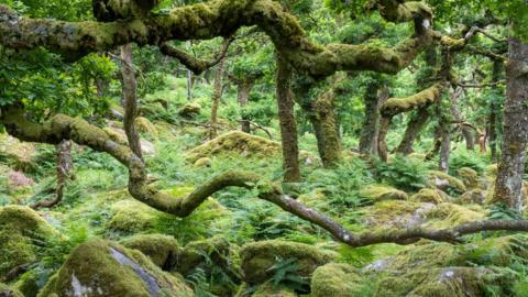 Wistman's Wood on Dartmoor