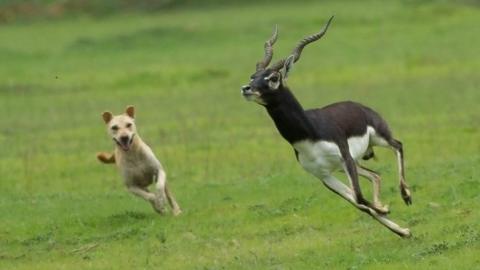 A free-ranging dog chases a blackbuck in Vetnoi of Indian state of Orissa