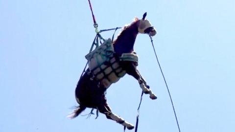 Obe the horse being lifted into the sky via a harness and rope attached to a helicopter