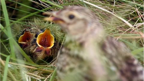 Skylark nest with chicks