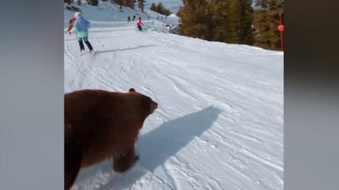 Bear on ski slopes