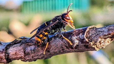 Asian hornet
