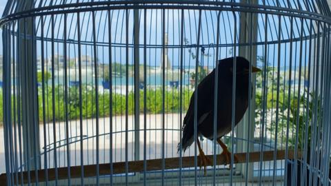 Juji the mynah bird, inside his cage at the residence of the French ambassador to the United Arab Emirates