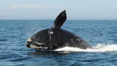 North Atlantic right whale