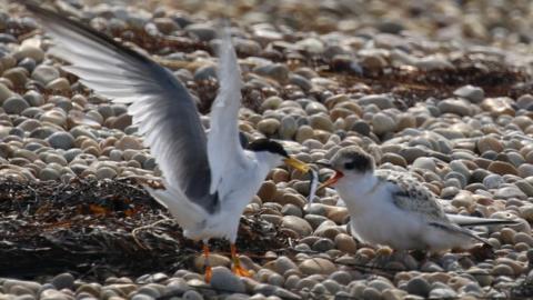 An adult little tern feeding a chick with a small fish on a pebble beach
