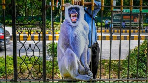 Langur monkeys