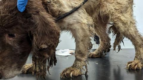 A spaniel with dirty matted fur on its legs, ears and underside. It's nails are also severely overgrown