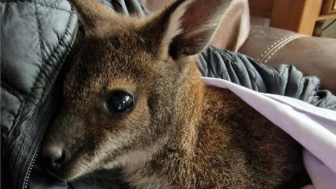 Baby wallaby