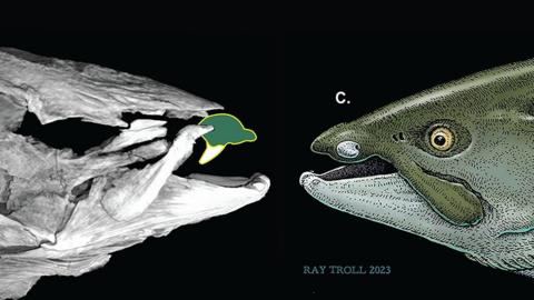 salmon diagram, with bone scan on left