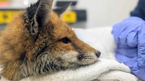 Fox at Oxfordshire Wildlife Rescue