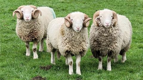 Sheep in field