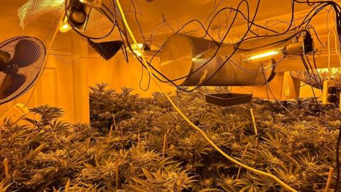 Cannabis plants growing in a room with lights and fans