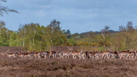 FRIDAY - Ibsley Common, New Forest