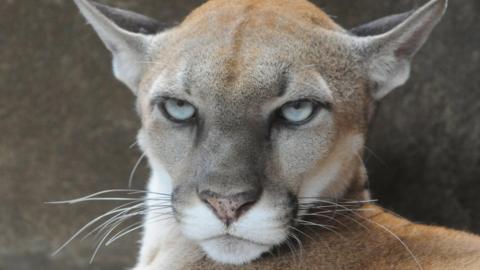 Cougar lies at its cage of the Nicaraguan National Zoo, on 22 April 2009