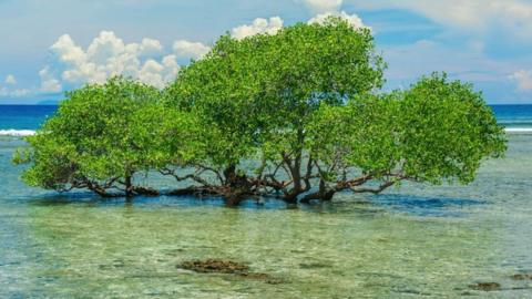 A mangrove tree survives in the middle of the sea off the coast of Gili Trawangan island, Indonesia