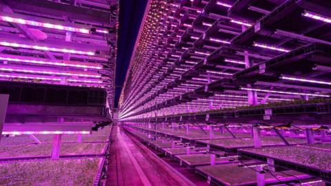 Trays of salad leaves inside the vertical farm