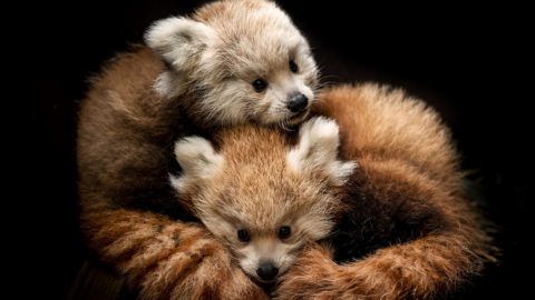 Red panda twin cubs cuddling together at Longleat