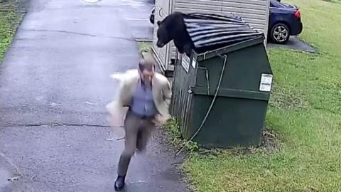 Bear leaping out of bin