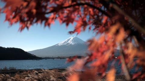 A maple tree frames a view of Mount Fuji and Lake Kawaguchi in Fujikawaguchiko, Yamanashi Prefecture, Japan, on Tuesday, Nov. 28, 2023.