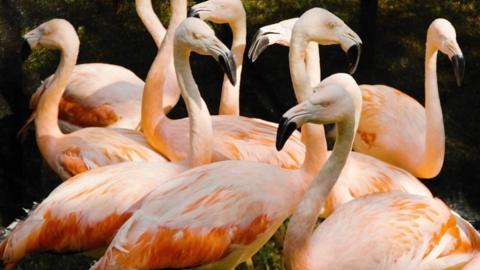 Flamingos at South Carolina zoo