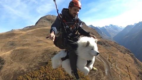 Man and dog paragliding