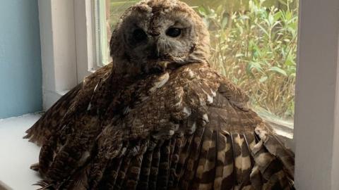 Owl sitting on a window sill