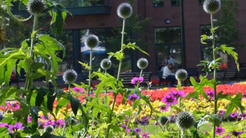 Flowers in Queens Gardens