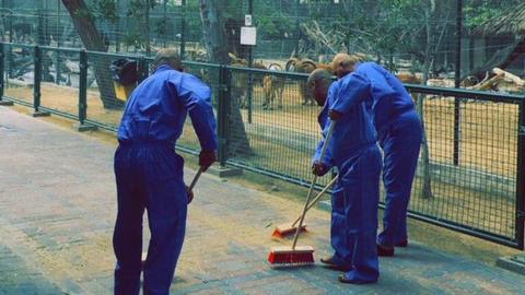 A picture released by Dubai's government showed three men in blue overalls cleaning the zoo as a punishment for feeding a cat to hungry dogs (15 March 2017)