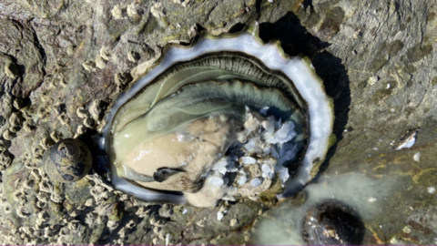 Open shell of oyster