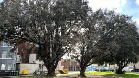 Trees in Kent Square, Great Yarmouth