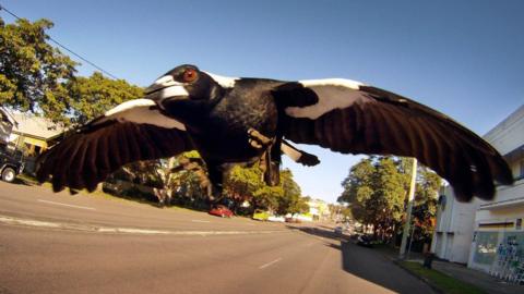 An Australian magpie swoops towards the camera in this file photo taken inn Newcastle, Australia, in 2011.