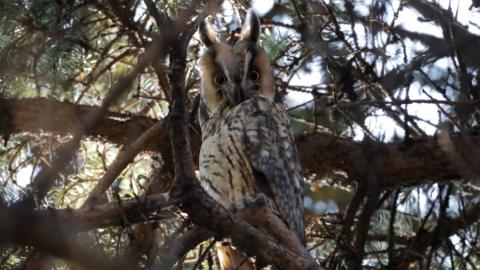 A long-eared owl in Kikinda